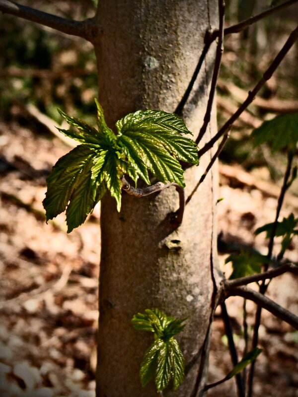 Весенние зарисовки 155 - Алексей Кузнецов