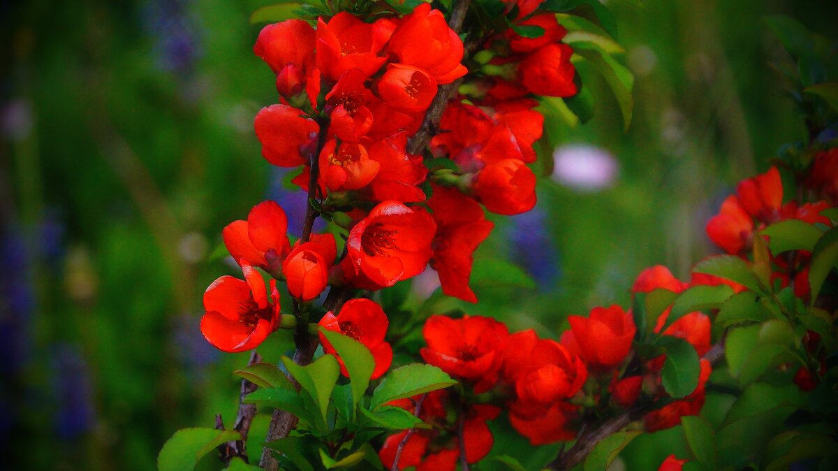 Айва в цвету - Наталья Лакомова