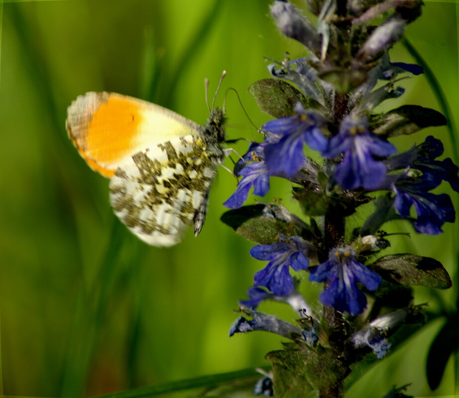 Зорька, или аврора (лат. Anthocharis cardamines) - Сергей Владимирович Егоров