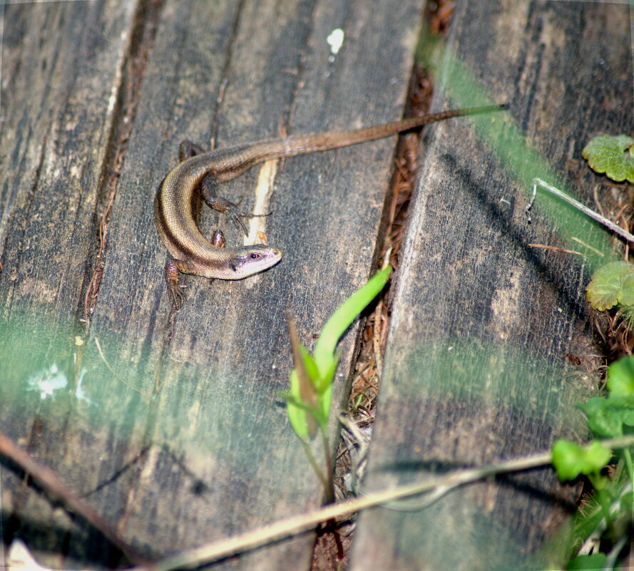 Ящерица живородящая, самец - Сергей Владимирович Егоров Ящерица живородящая, самец - Сергей Владимирович Егоров