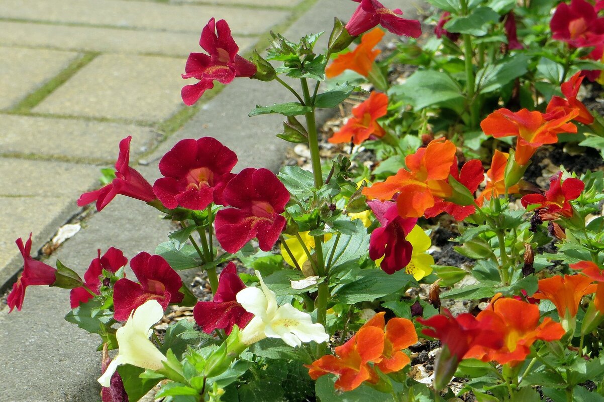 Мимулюс (губастик) – редкий цветок с яркой окраской и долгим цветением - Татьяна Смоляниченко Мимулюс (губастик) – редкий цветок с яркой окраской и долгим цветением - Татьяна Смоляниченко