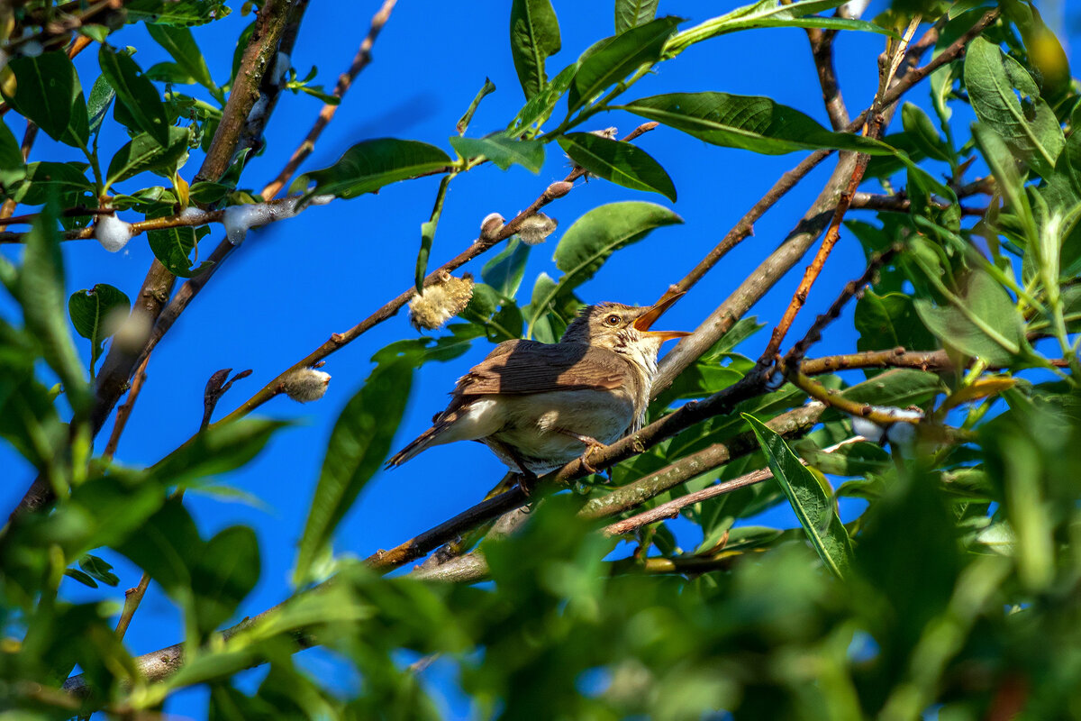 Соловушка. - Анатолий. Chesnavik.