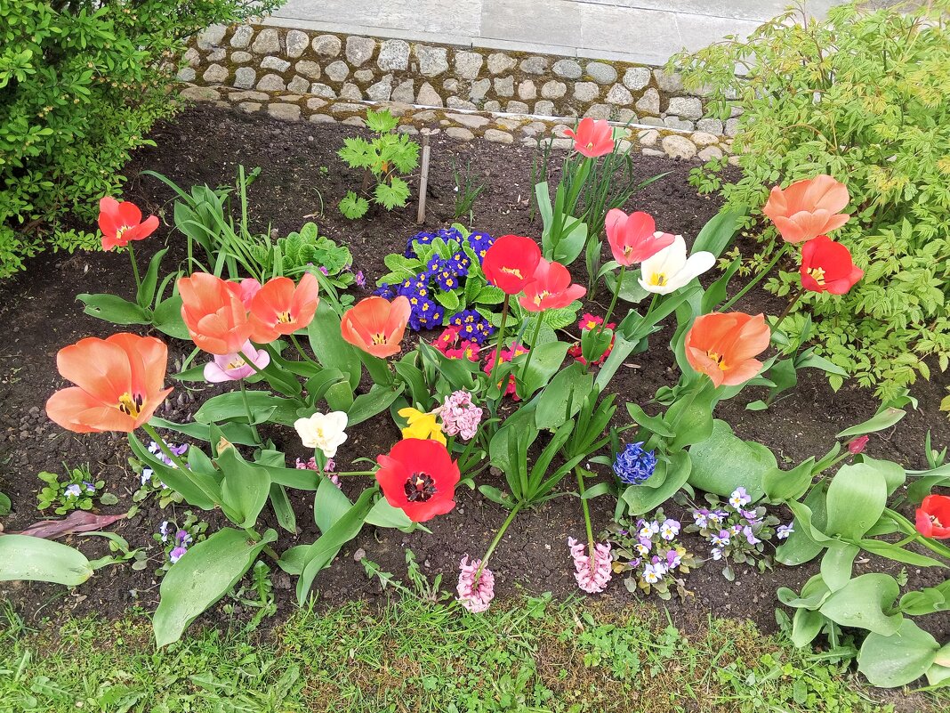 Весна - Сапсан 