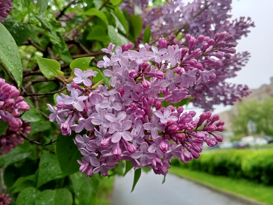 Сирень - Сапсан 