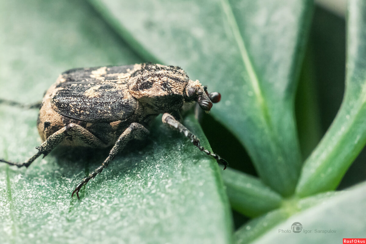 Зерновка - Игорь Сарапулов Зерновка - Игорь Сарапулов