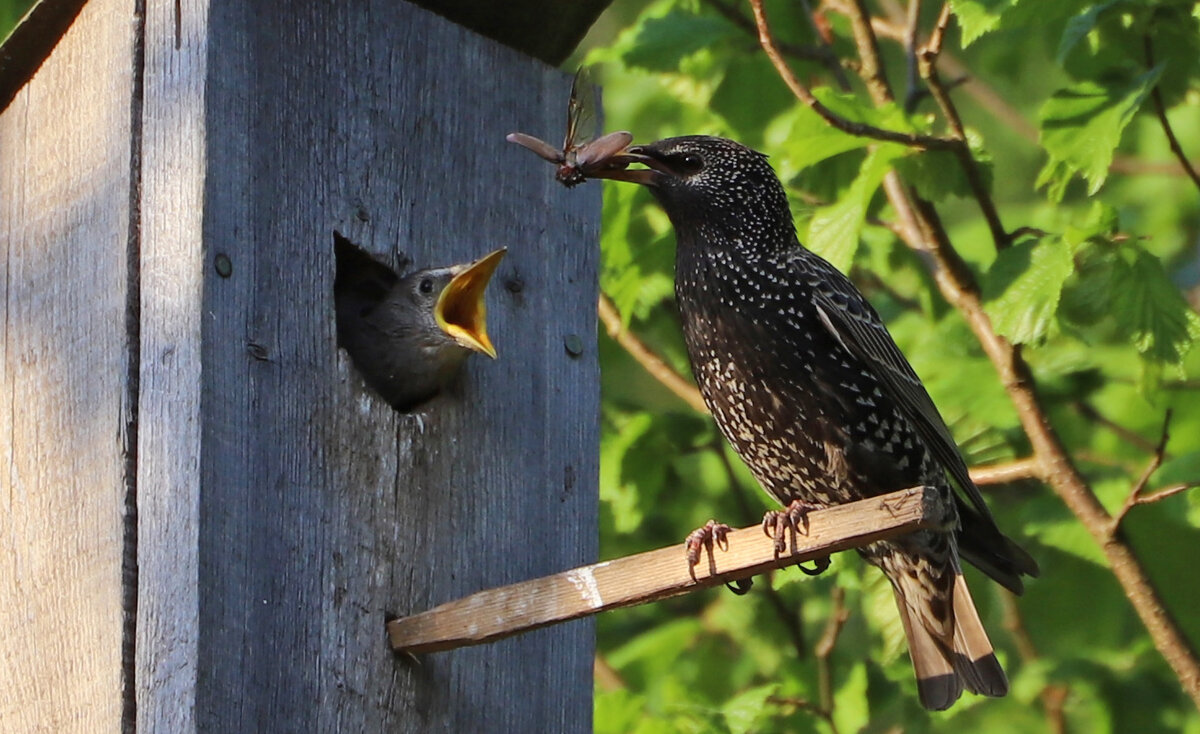 Скворец - краснов юрий Скворец - краснов юрий