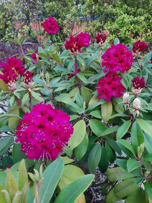 РОДОДЕНДРОН - Tata Wolf