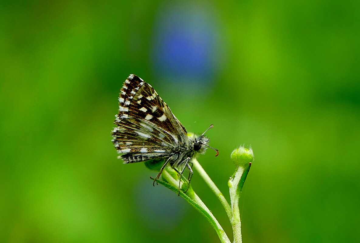 бабочки конца мая 1 - Александр Прокудин бабочки конца мая 1 - Александр Прокудин