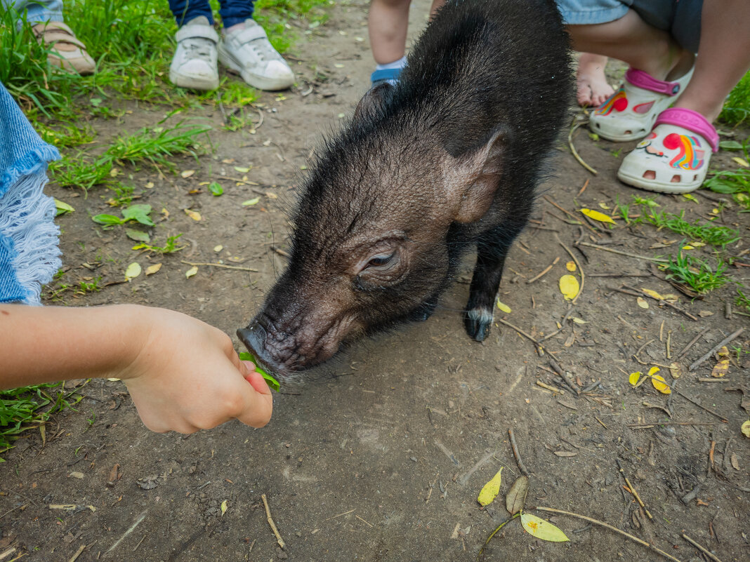 Свинёнок. - Борис Калитенко Свинёнок. - Борис Калитенко