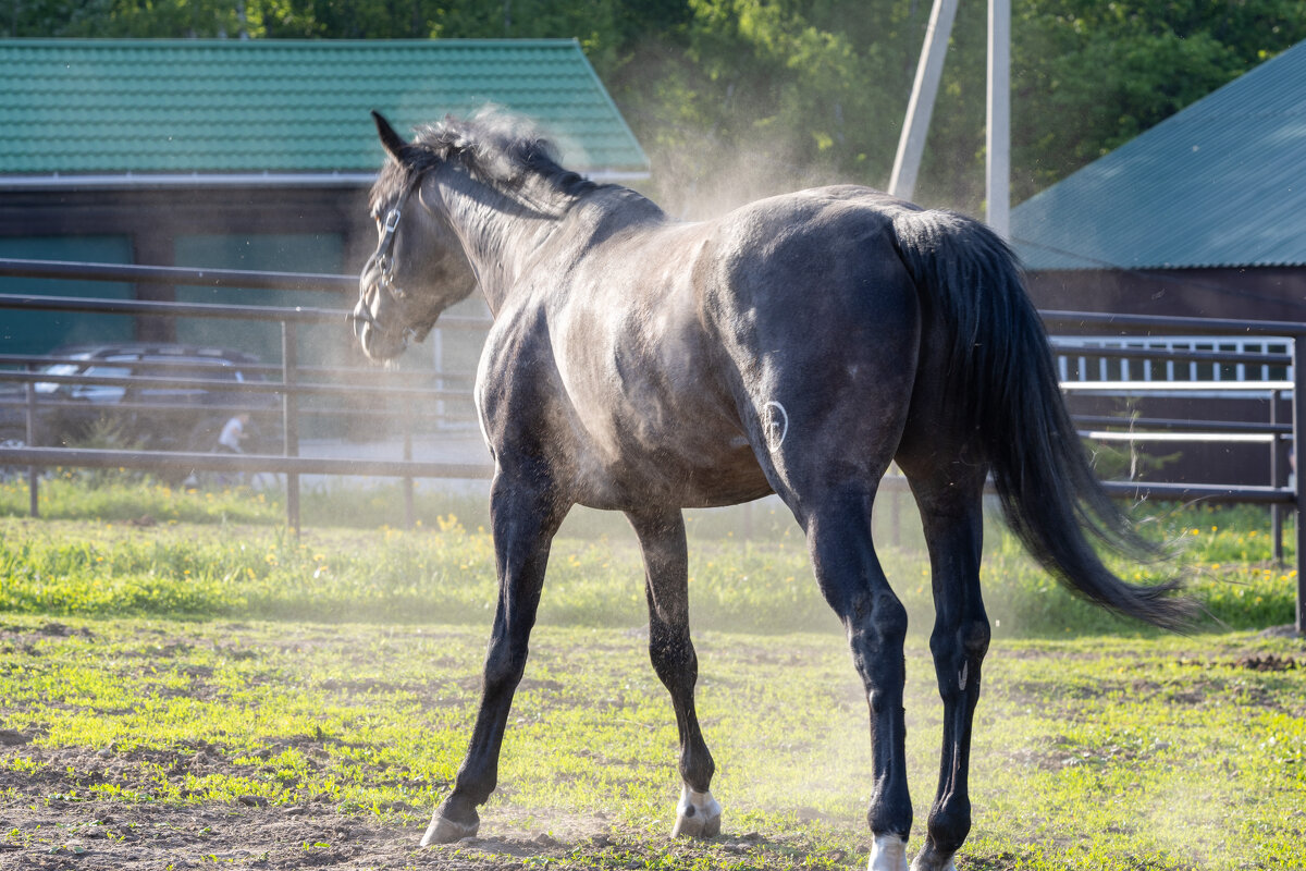 Лошадки - k-e-r-g-u-d-u DM