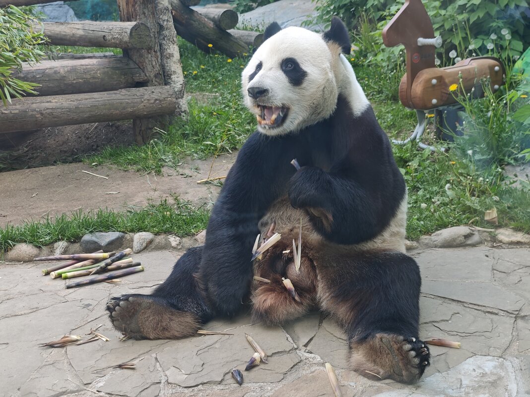 Панда Жуи - <<< Наташа >>> Панда Жуи - <<< Наташа >>>