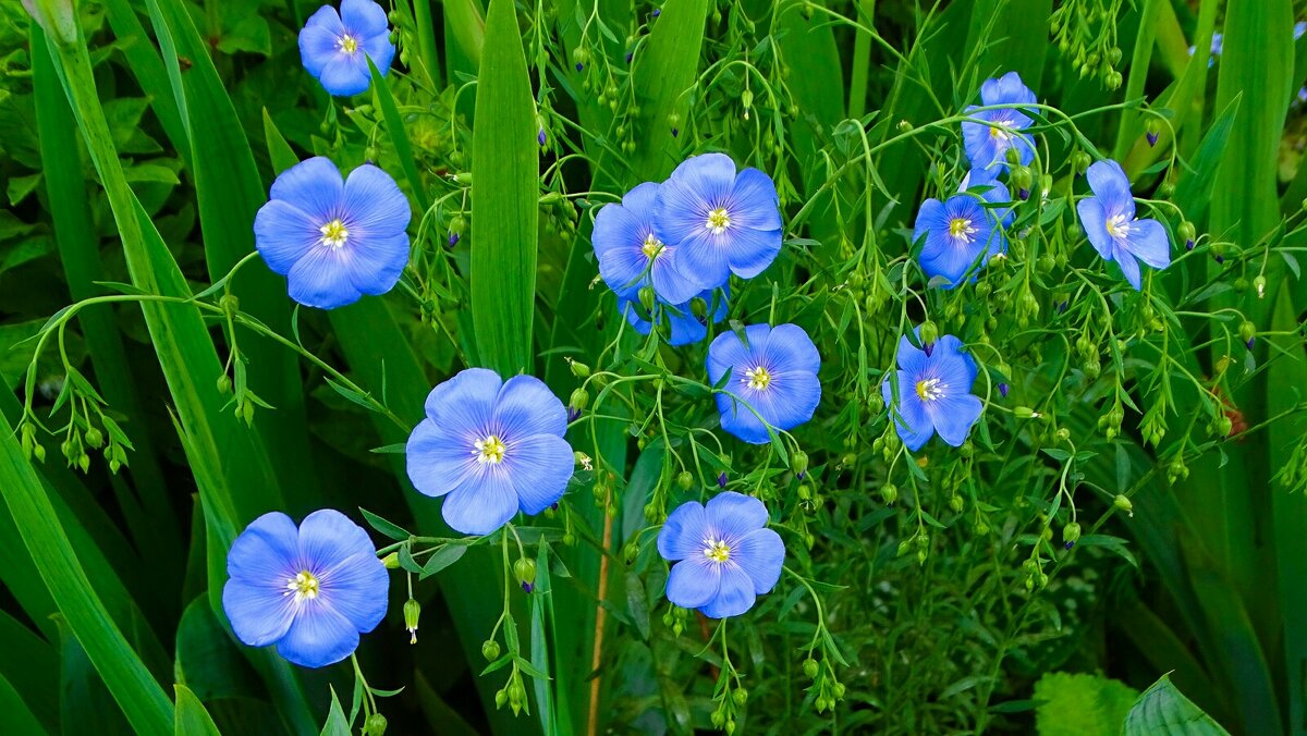 Синий ленок - Милешкин Владимир Алексеевич Синий ленок - Милешкин Владимир Алексеевич