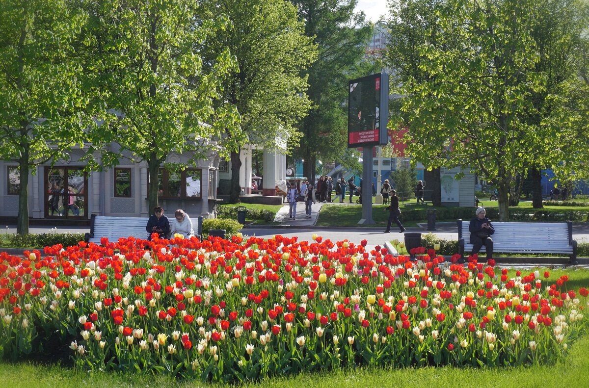 Весны цветение - Ольга Весны цветение - Ольга