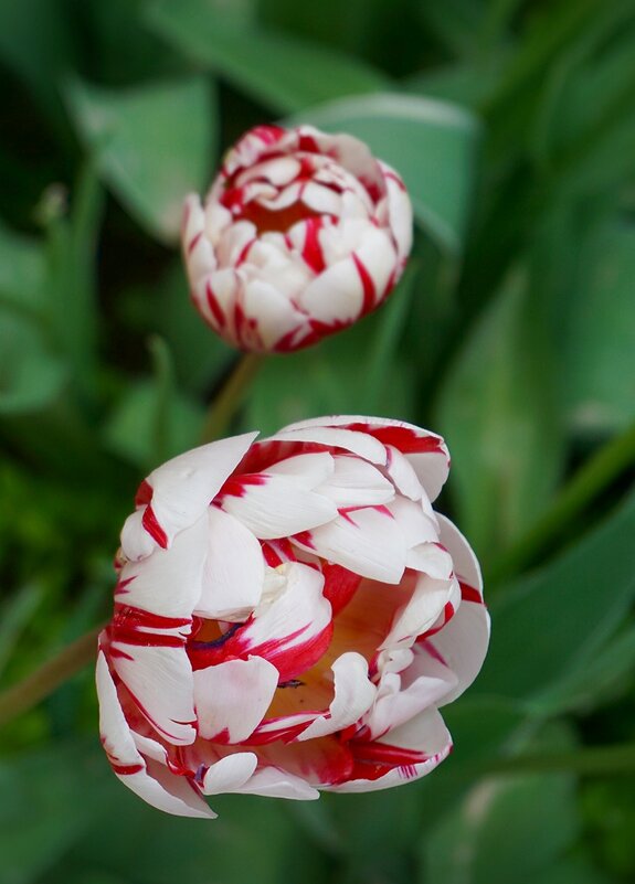 Тюльпаны в Аптекарском огороде - Ольга Тюльпаны в Аптекарском огороде - Ольга