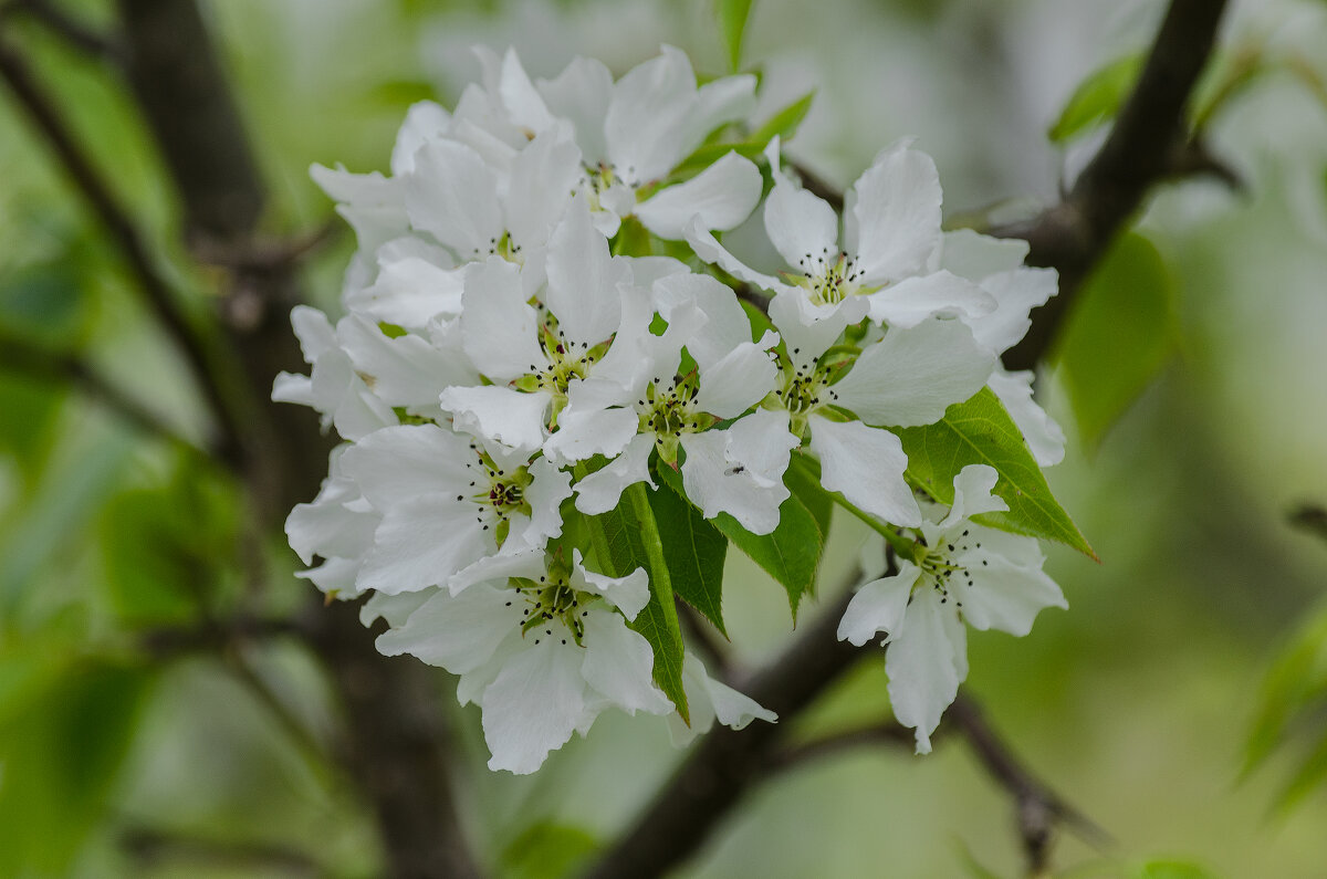 *** - Виктор Иванович Чернюк *** - Виктор Иванович Чернюк