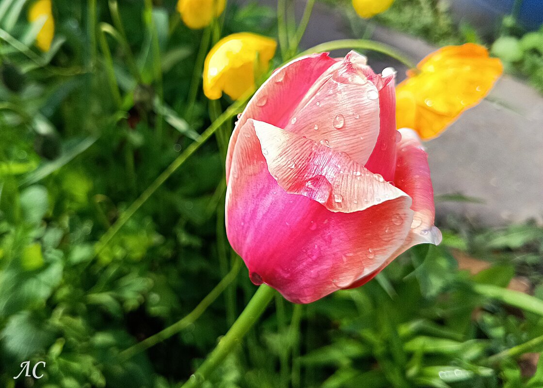 После дождя - Любовь Сахарова