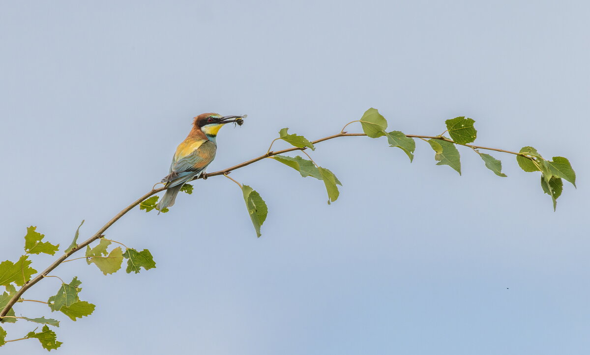 золотистые щурки - юрий макаров