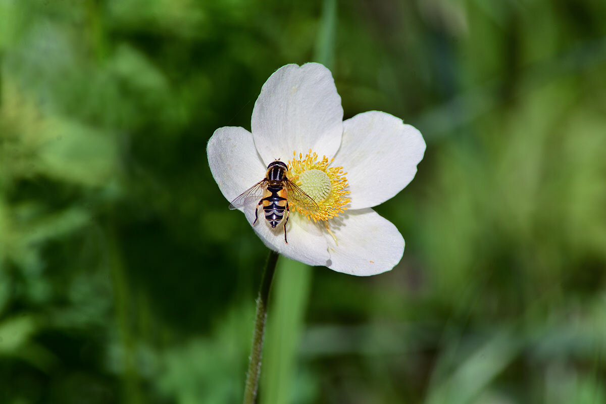 Муха на белом - Геннадий Супрун Муха на белом - Геннадий Супрун