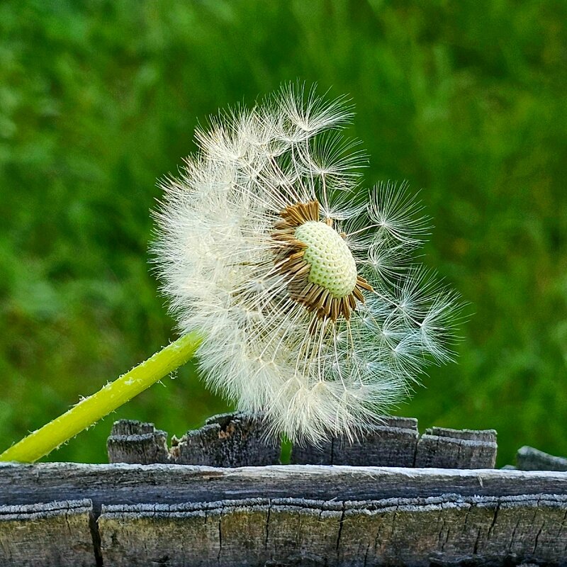 Посланник солнца. - Галина Левина