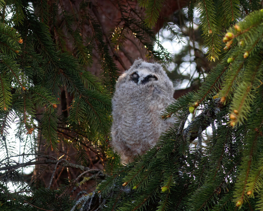 Грёзы - Георгий Бондаренко Грёзы - Георгий Бондаренко