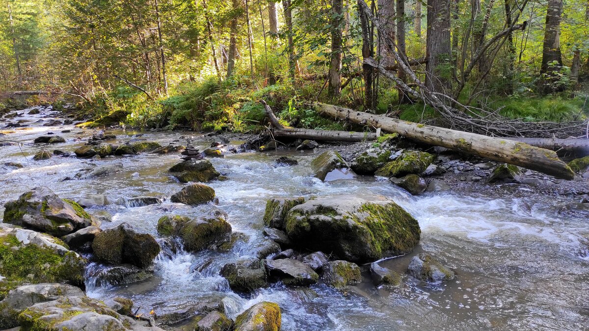 Таёжное утро - Татьяна Лютаева Таёжное утро - Татьяна Лютаева