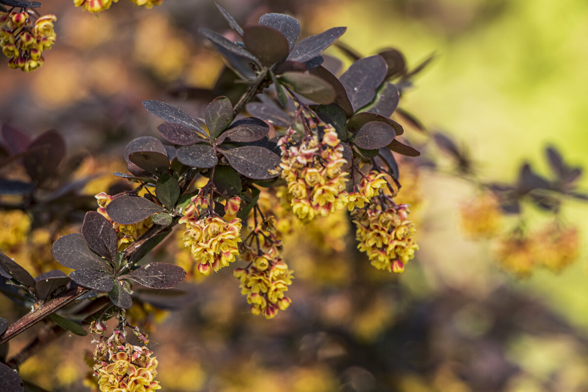 В пастельном виде. - Петр Беляков
