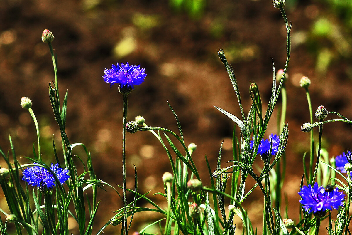 Голубенькие - Юрий Гайворонскiий Голубенькие - Юрий Гайворонскiий