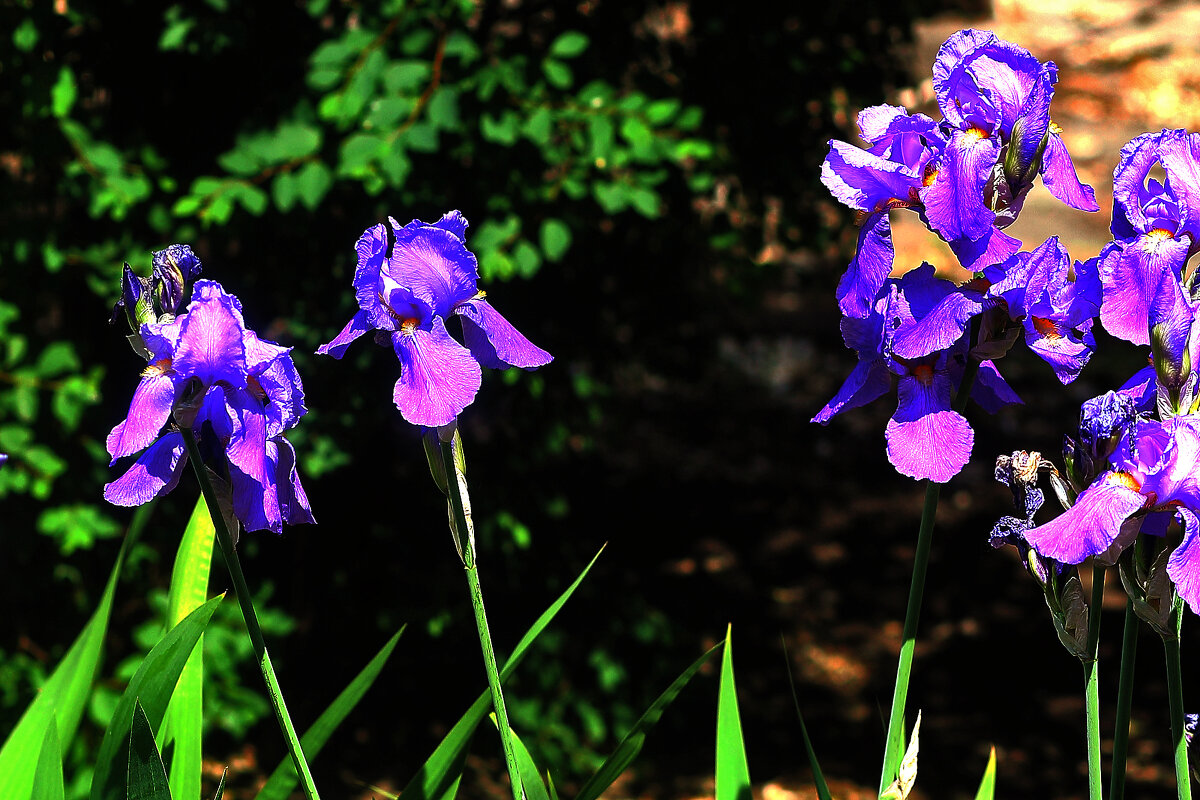 Голубенькие - Юрий Гайворонскiий Голубенькие - Юрий Гайворонскiий