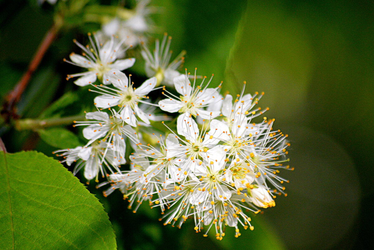 Черёмуха Маака цветёт позже обычной черёмухи - Татьяна Лютаева