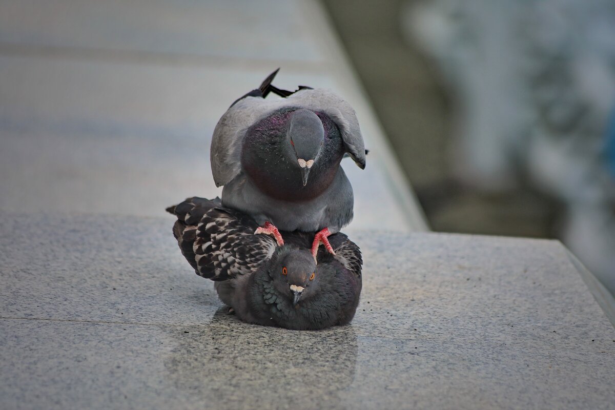 А обещал сначала жениться. - Татьяна Бравая
