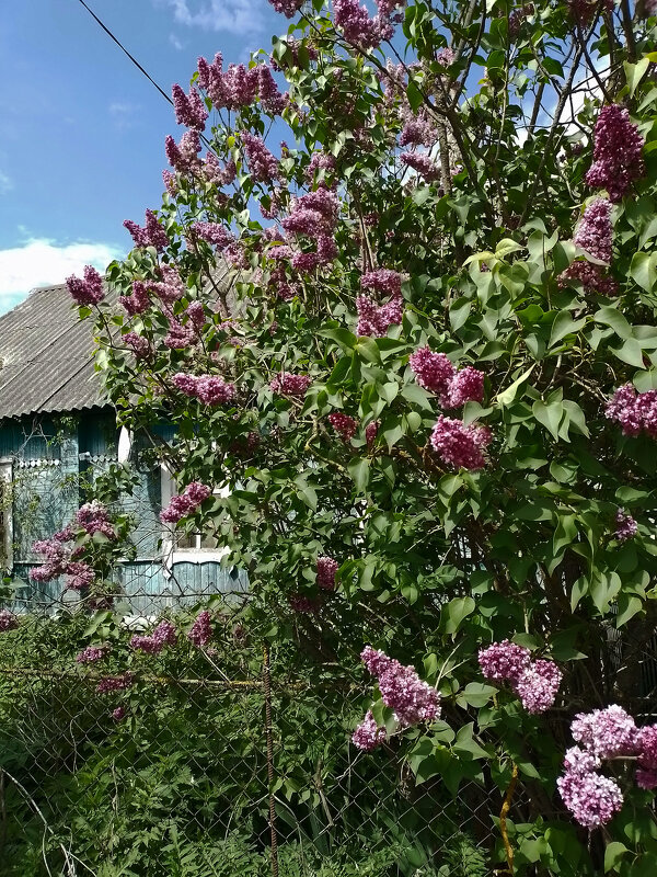 *** - Валентина Береснева *** - Валентина Береснева