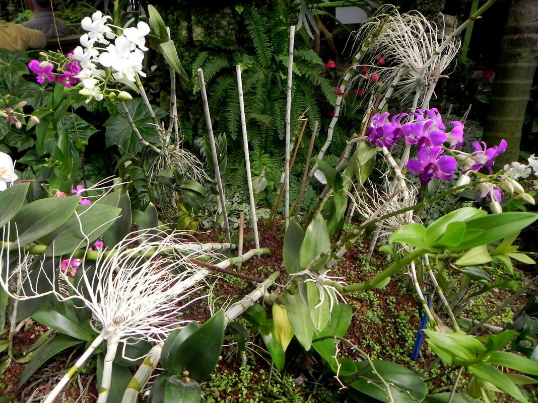 Парк «Утопия» в Израиле. - Светлана Хращевская Парк «Утопия» в Израиле. - Светлана Хращевская