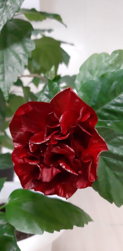 Цветущая весна - Ольга Цветущая весна - Ольга