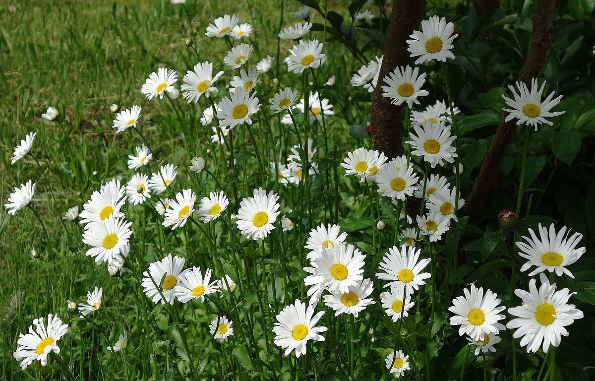 Ромашки - Рита Симонова