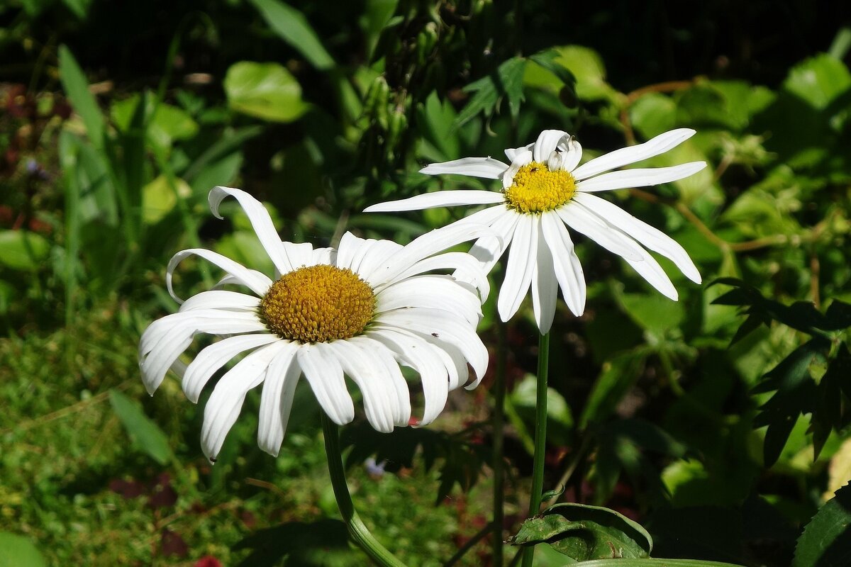 Ромашки - Рита Симонова