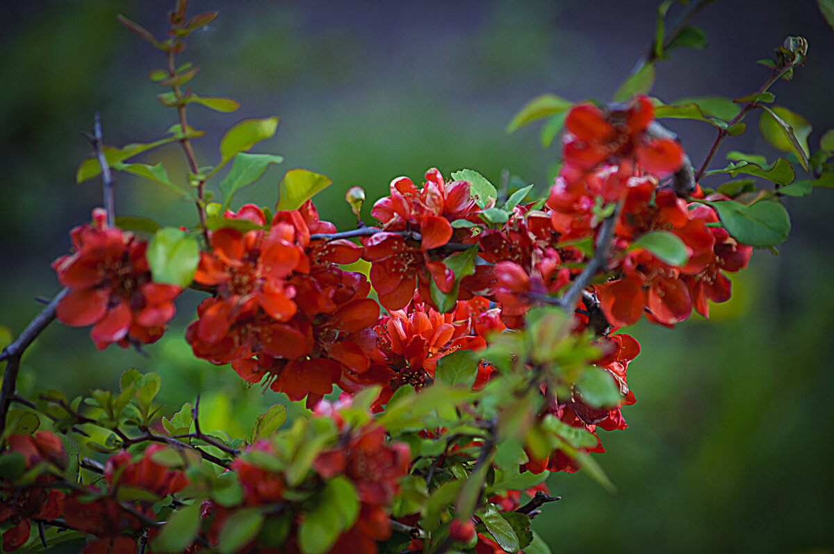 Китайское яблоко - Владимир Кроливец Китайское яблоко - Владимир Кроливец