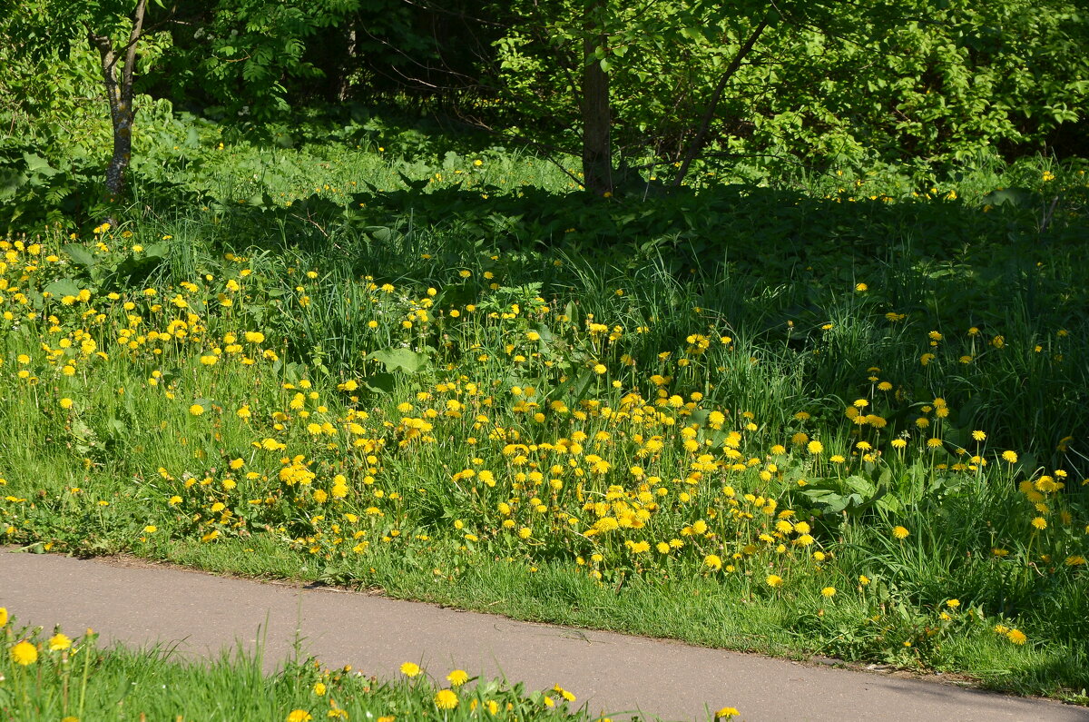 Одуванчики - Oleg4618 Шутченко