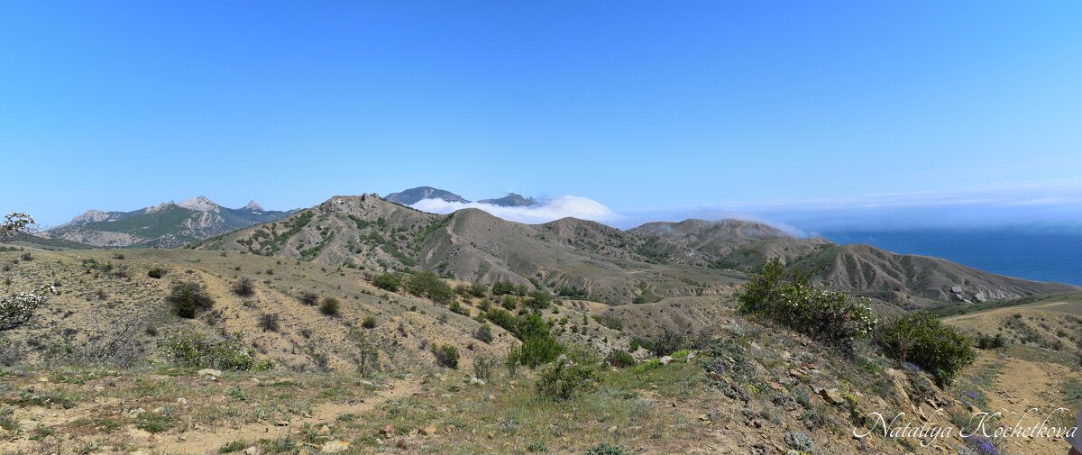 Природа Крыма - Amazing Cosmea