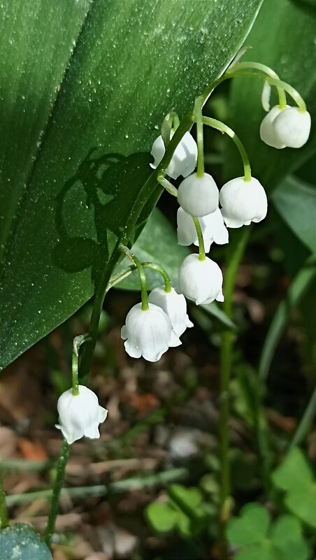 Ландыши - Татьяна Тюменка Ландыши - Татьяна Тюменка