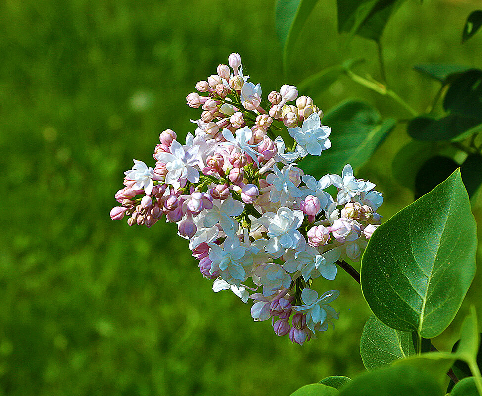 Сиреневый май - Светлана 