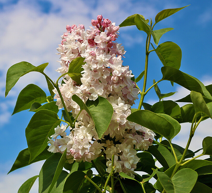 Сиреневый май - Светлана 