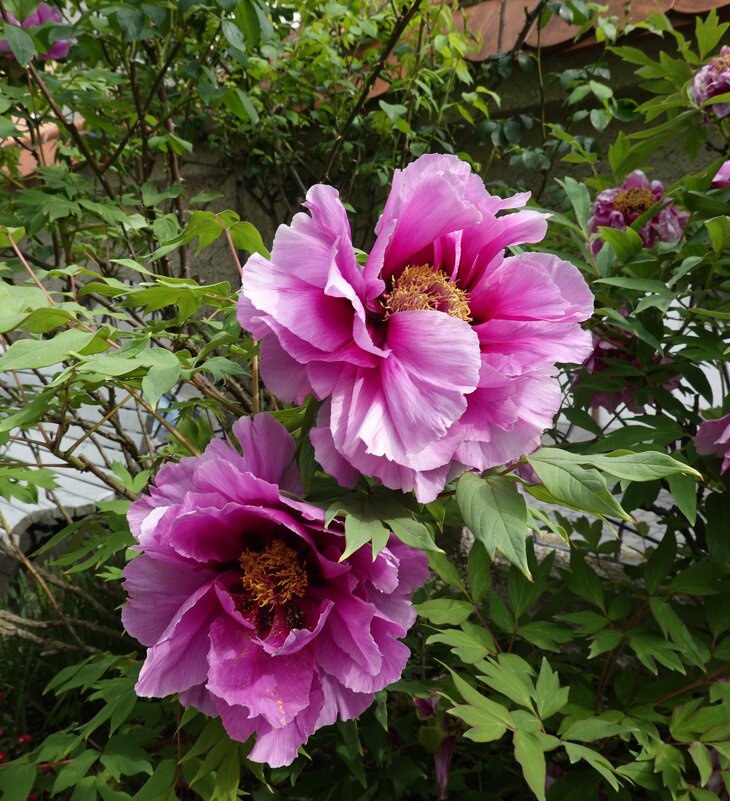 Распускается он, будто радугу извергая, - бутон пиона... Бусон... - Галина 