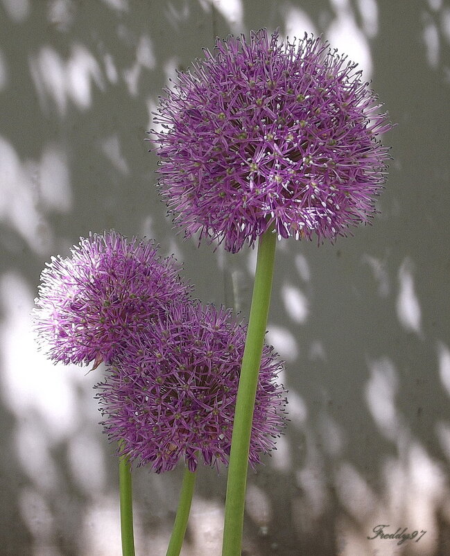 Аллиум - Freddy 97