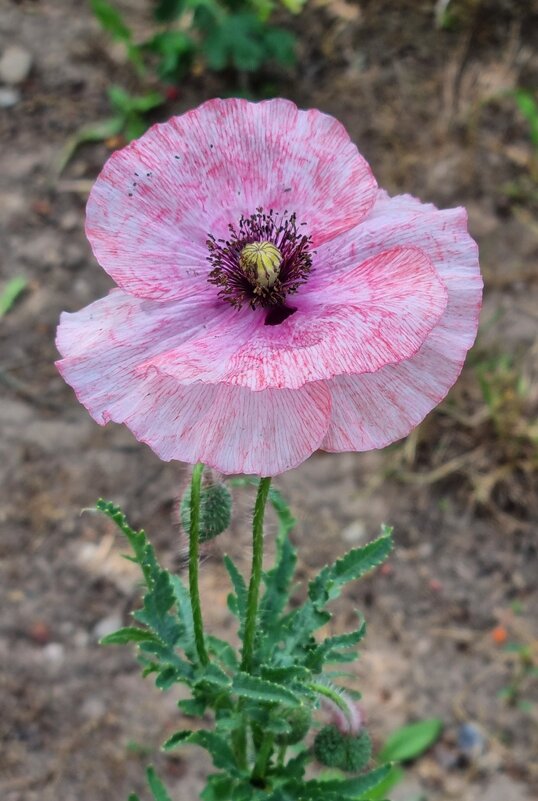 Нежно-нежно-розовый - Наталья 