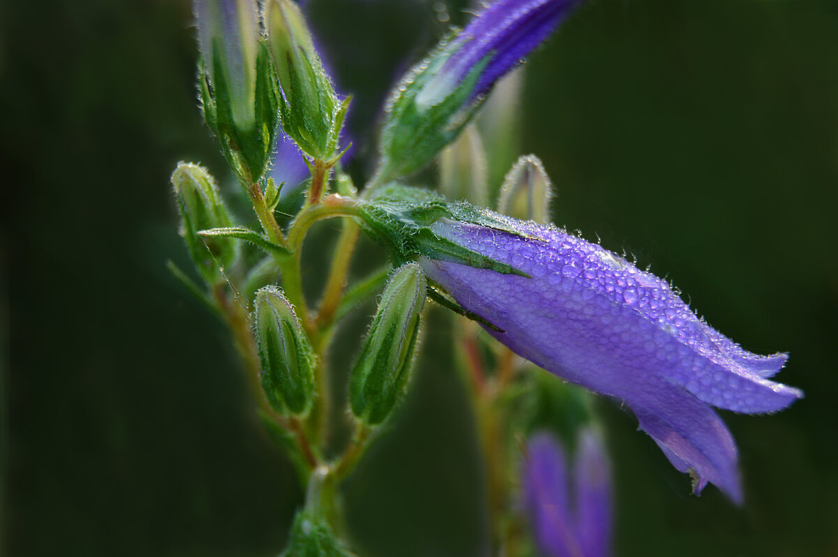 *** - Надежда Куркина 