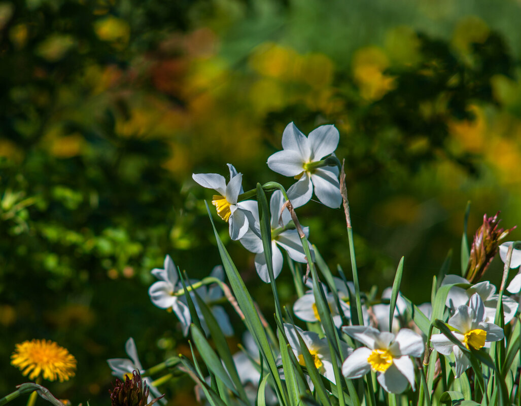 В саду. - Анатолий Нецепляев