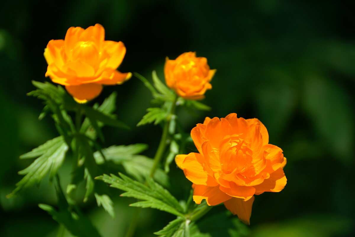 Сибирские огоньки - Наталия Григорьева Сибирские огоньки - Наталия Григорьева