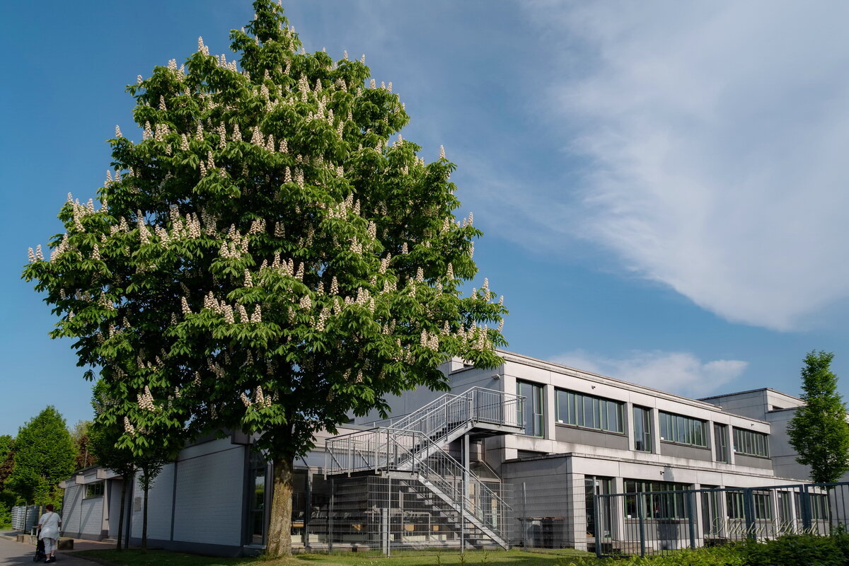 Каштановые свечки... - Николай Гирш Каштановые свечки... - Николай Гирш