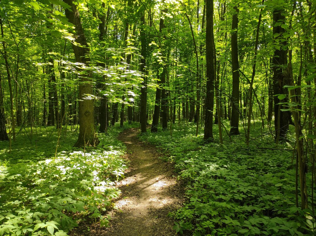 Летний лес - Игорь Ч.