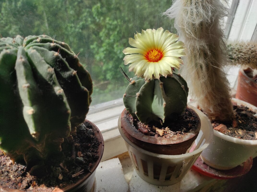 Расцвёл кактус - Игорь Ч. Расцвёл кактус - Игорь Ч.